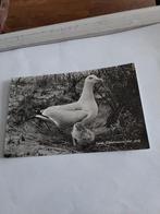 TEXEL.  ZILVERMEEUW MET JONG. 1958, Ophalen of Verzenden, 1940 tot 1960, Waddeneilanden