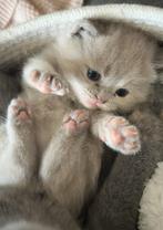 BRITSE KORTHAAR KITTENS ️mogen nest verlaten, Dieren en Toebehoren, Katten en Kittens | Raskatten | Langhaar, Meerdere dieren