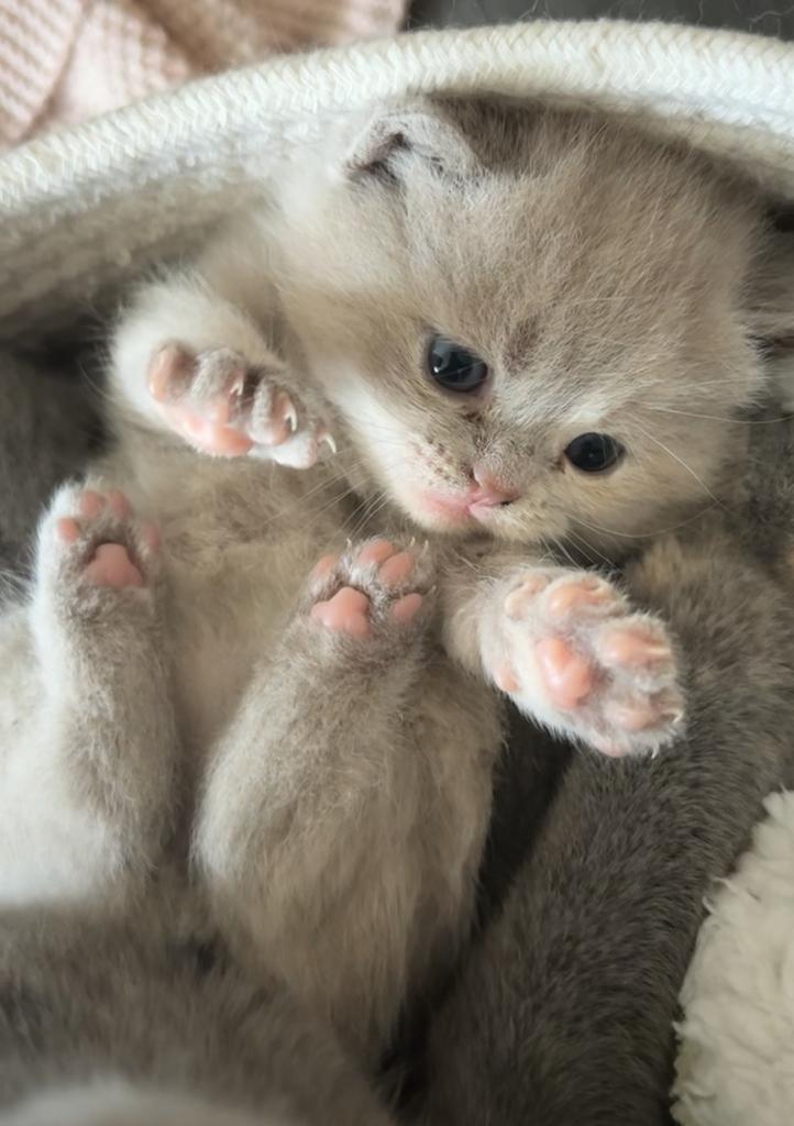 BRITSE KORTHAAR KITTENS ️mogen nest verlaten, Dieren en Toebehoren, Katten en Kittens | Raskatten | Langhaar, Meerdere dieren