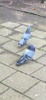 Goeieras goed spelen, Meerdere dieren