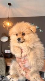 Prachtige Pomeriaan Pup, Reu/Boy, Keeshond, Reu, CDV (hondenziekte), 8 tot 15 weken