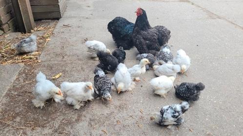 Cochin kriel kuikens te koop, Dieren en Toebehoren, Pluimvee, Kip, Meerdere dieren