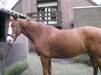 Paardenmest nodig ?????? hier graits, Tuin en Terras, Ophalen, Mest
