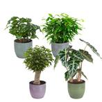 Combibox kamerplanten met Bergamo keramiek sierpot in trendy, Huis en Inrichting, Kamerplanten, Minder dan 100 cm, Halfschaduw