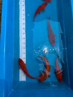Koi karpers te koop, Dieren en Toebehoren, Vissen | Vijvervissen, Karper of Koi