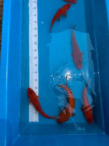 Koi karpers te koop  beschikbaar voor biedingen