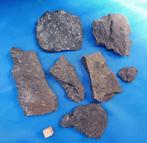 Agnostus-trilobietjes Brantevik / Zweden (Lot 2), Ophalen of Verzenden, Fossiel