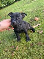 Nog 2 Prachtige pitbull pups - mogen nest verlaten!, Overige rassen, 8 tot 15 weken, Meerdere, Meerdere dieren