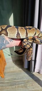 0.1 Orange Dream Het Pied, Slang