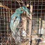 7 donkere blauwe kakarikies., Mannelijk, Parkiet, Geringd