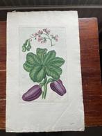 Pierre Joseph Buchoz pl. LXIX Anacardium Occidentale 1780, Ophalen of Verzenden