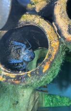 Baby blauwe florida kreeften, Dieren en Toebehoren, Kreeft, Krab of Garnaal, Zoetwatervis
