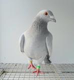 Kleurpostduif kleurpostduiven postduif kleurduif sierduif, Dieren en Toebehoren, Vogels | Duiven, Mannelijk, Postduif