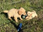 Golden Retriever pups met stamboom, Golden retriever, CDV (hondenziekte), 8 tot 15 weken, Meerdere