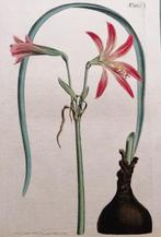 Amaryllis antieke hand gekleurde kopergravure, Antiek en Kunst, Kunst | Etsen en Gravures, Ophalen of Verzenden