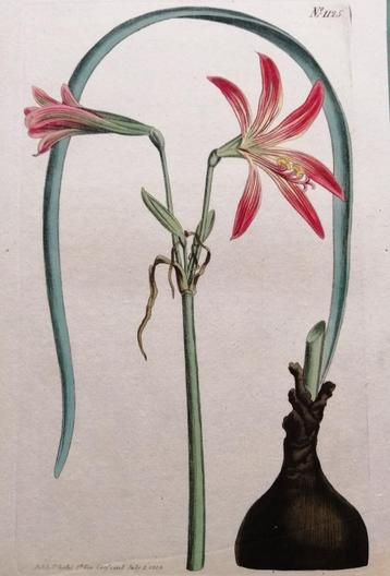 Amaryllis antieke hand gekleurde kopergravure beschikbaar voor biedingen