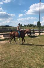 Verzorger aangeboden !!!!!!!!, Dieren en Toebehoren, Ophalen of Verzenden