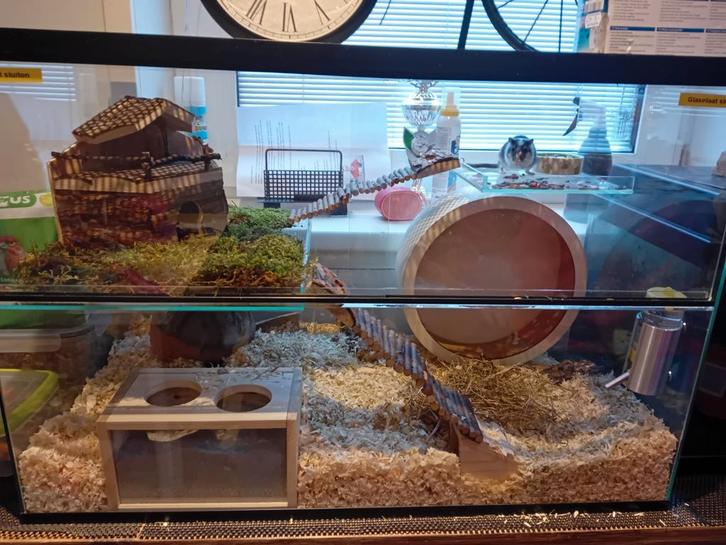 Opvang knaagdieren konijn cavia muis hamster rat, Dieren en Toebehoren, Knaagdieren en Konijnen | Hokken en Kooien, Zo goed als nieuw