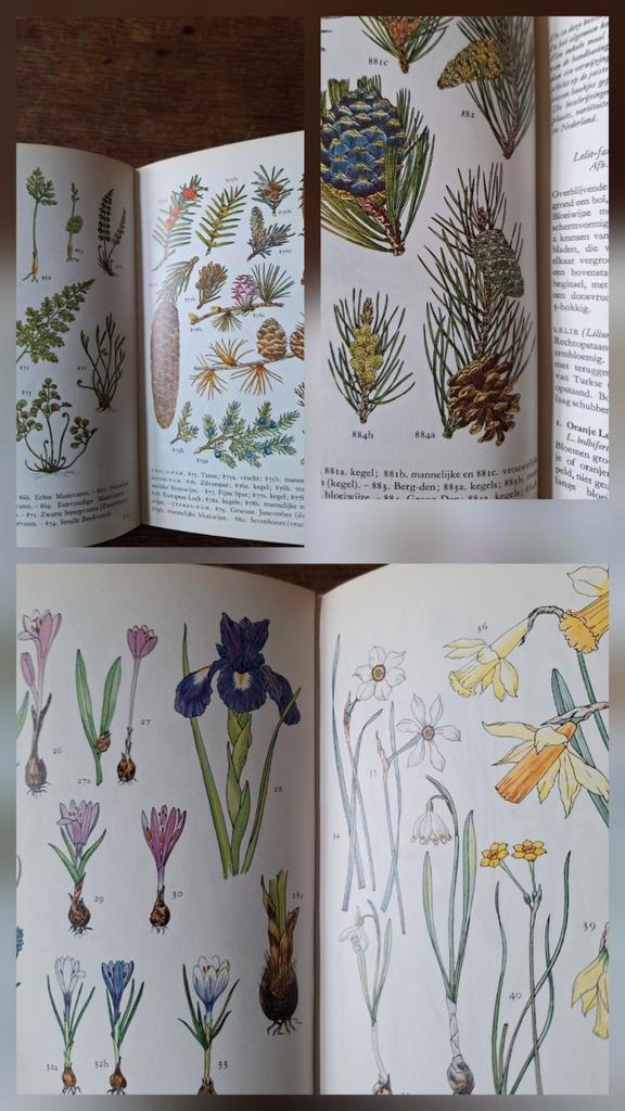 Moussault Alpenflora van het Europese bergland, 884 plaatjes, Boeken, Natuur, Ophalen of Verzenden