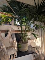 grote Kentia Palm ~1.90m hoog op hydrocultuur incl grote pot, Huis en Inrichting, Kamerplanten, Ophalen, Palm, In pot, 150 tot 200 cm