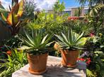 2 stuks agaves Shaka Zulu zonder pot, Ophalen, Overige soorten, Minder dan 100 cm