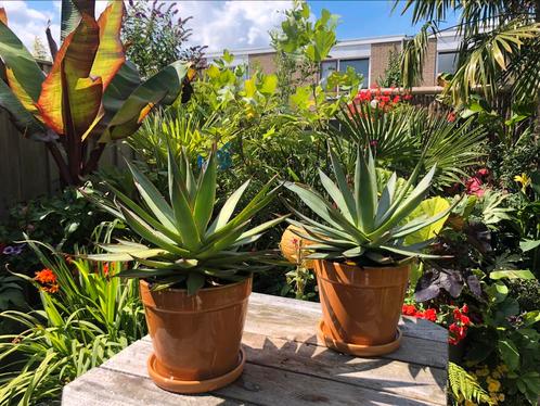 2 stuks agaves Shaka Zulu zonder pot, Huis en Inrichting, Kamerplanten, Overige soorten, Minder dan 100 cm, Ophalen