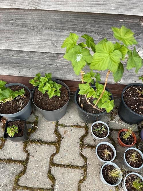 Moestuin bessenstruik en aardbei, Tuin en Terras, Planten | Tuinplanten, Eenjarig, Groenteplanten, Volle zon, Zomer, Ophalen