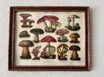 Leuke print van paddenstoelen achter glas in een lijst., Antiek en Kunst, Ophalen of Verzenden