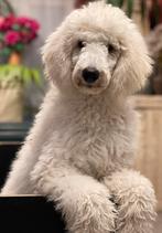 Koningspoedel, (Grote Poedel) pups, met stamboom, Dieren en Toebehoren, België, Particulier, Rabiës (hondsdolheid), Overige rassen