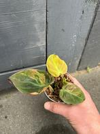 Philodendron micans variegata (3), Overige soorten, Minder dan 100 cm, Groene kamerplant, Halfschaduw
