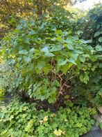 Paarse Sering Struik, Tuin en Terras, Planten | Bomen, Ophalen, Halfschaduw, Overige soorten, Lente