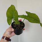 Syngonium Mottled Mojito • Goed gewortelde stekjes, Huis en Inrichting, Kamerplanten, Overige soorten, Minder dan 100 cm, Groene kamerplant