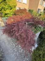 Rode japanse esdoorn, Ophalen, Bloeit niet, Halfschaduw, Overige soorten