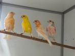 Diverse kanaries, Meerdere dieren