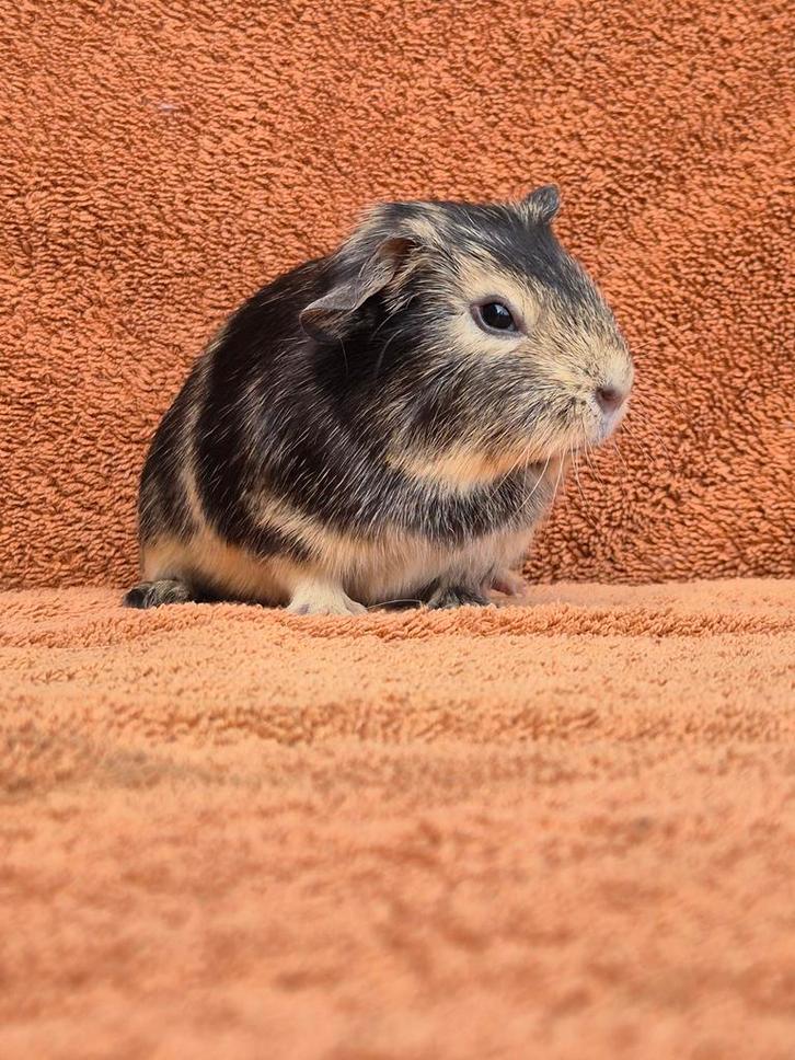 Lief beertje zwart otter creme gladhaar gevlekt tam rustig, Dieren en Toebehoren, Knaagdieren, Mannelijk, Cavia, Januari, Tam