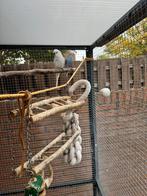 Jongen grasparkieten te koop, Dieren en Toebehoren, Vogels | Parkieten en Papegaaien, Meerdere dieren, Parkiet