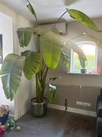 Grote groene kamerplant Strelitzia Nicolai 247cm in Sierpot, Ophalen, 200 cm of meer, Overige soorten, In pot