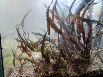 Crypto super mooie rode aquarium plant stekjes beschikbaar voor biedingen