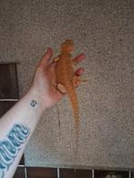 Baardagaam (charmander), Dieren en Toebehoren, Reptielen en Amfibieën, 0 tot 2 jaar