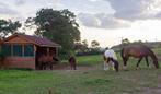 Stalling gezocht, Dieren en Toebehoren, Stalling en Weidegang, Weidegang, 1 paard of pony