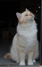Ragdoll (dek)kater met stamboom te koop, Kater, Gechipt, 0 tot 2 jaar