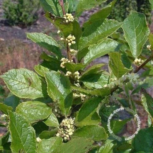 Ilex verticillata mnl Winterbes mannelijke plant, Tuin en Terras, Planten | Tuinplanten, Vaste plant, Overige soorten, Volle zon