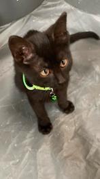 Kitten kater zoekt een huis!, Dieren en Toebehoren, Katten en Kittens | Overige Katten, Meerdere dieren, Kortharig, 0 tot 2 jaar