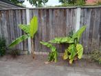 Musa Basjoo bananenplanten., Tuin en Terras, Planten | Tuinplanten, Ophalen, Vaste plant, Overige soorten, Halfschaduw