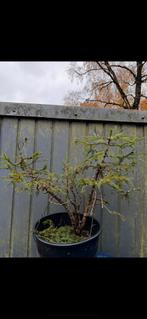 Bonsai Picea yamadori, Ophalen, Bloeit niet, Halfschaduw, Overige soorten