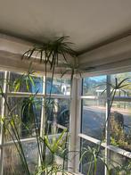 Papyrus meer dan 2 m hoog, Huis en Inrichting, Kamerplanten, Ophalen, 200 cm of meer, Overige soorten, In pot