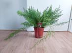 Asparagus Densiflorus 'Meyers' - Sierasperge H: 50 cm., Huis en Inrichting, Kamerplanten, Ophalen, Overige soorten, Halfschaduw