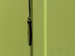 Shungite shungiet hanger donut mineralen, Ophalen of Verzenden, Mineraal