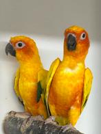 Zonparkieten bewezen broedkoppel, Dieren en Toebehoren, Meerdere dieren, Parkiet, Geringd