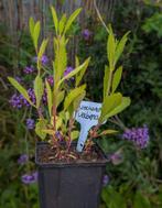 Ijzerhard/ verbena, Tuin en Terras, Planten | Tuinplanten, Ophalen, Zomer, Overige soorten, Volle zon